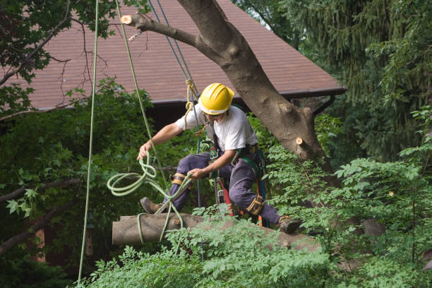 Best Tree Cabling and Bracing  in Cherry Hill, VA